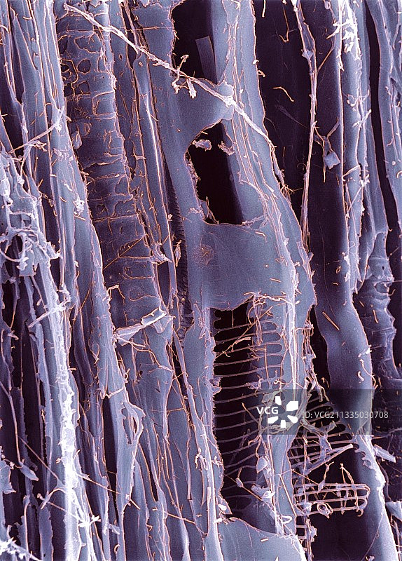 腐烂的木头，扫描电镜图像图片素材