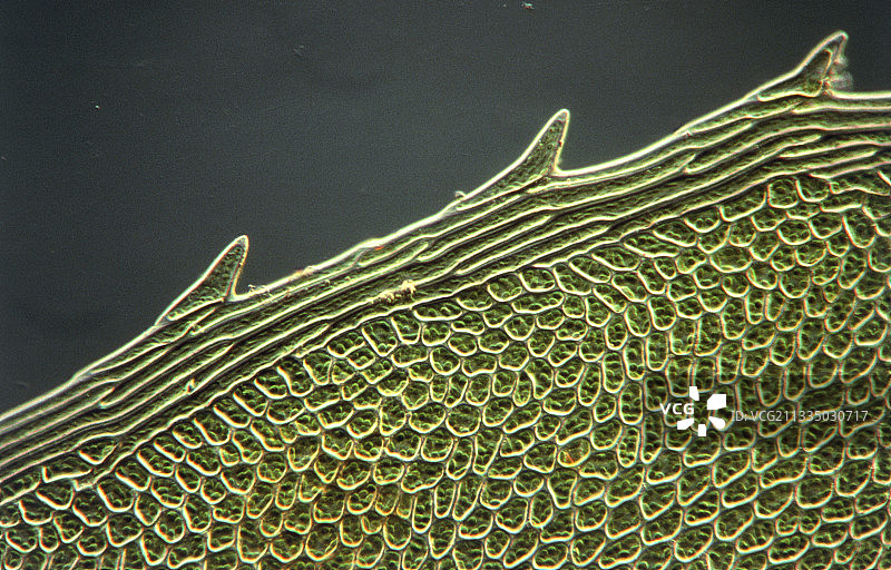 苔藓植物叶细胞图片素材