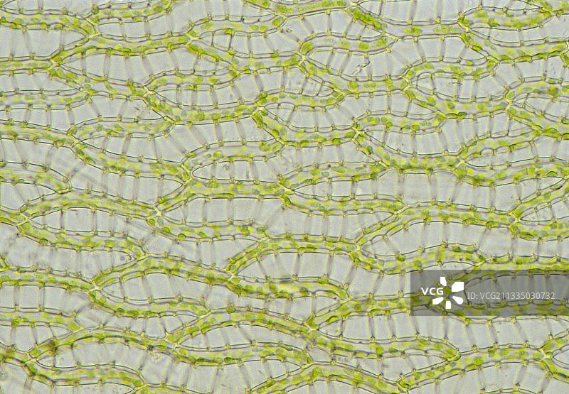 泥炭藓叶图片素材