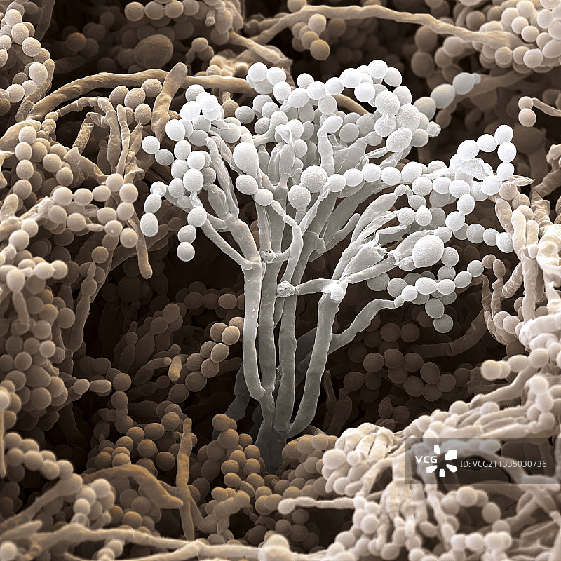 产黄青霉菌扫描电镜图图片素材