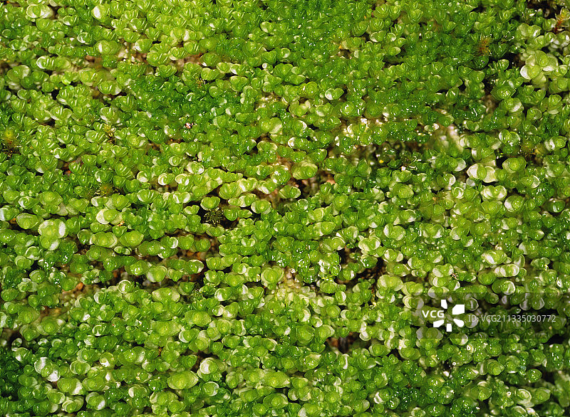 亚马逊岩石上生长的苔藓图片素材