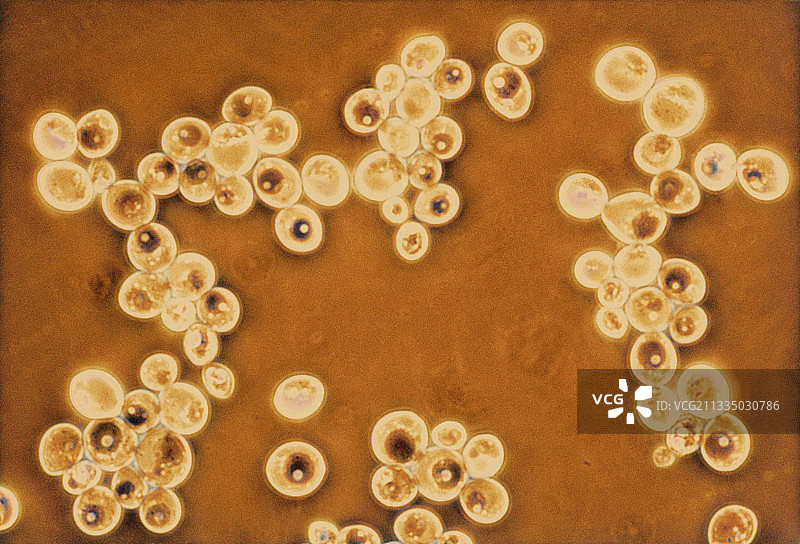 酵母细胞图片素材