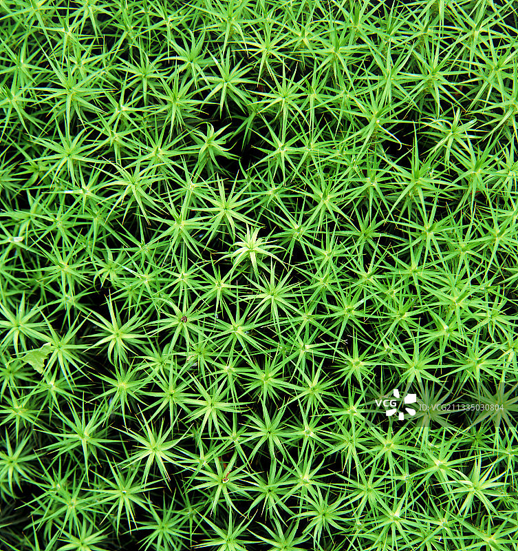 聚 волосы苔藓图片素材