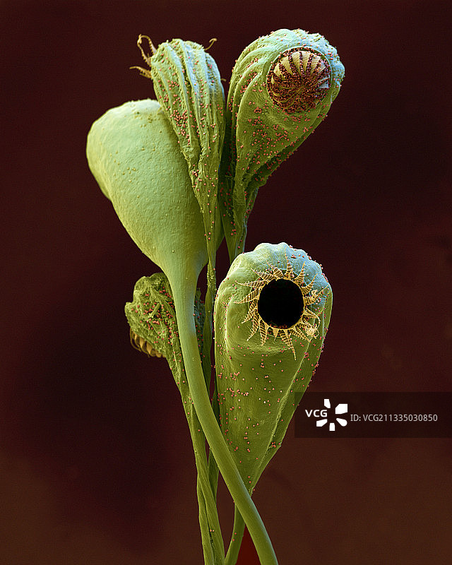 苔藓孢子囊扫描电镜图图片素材