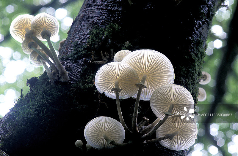 瓷器蘑菇图片素材