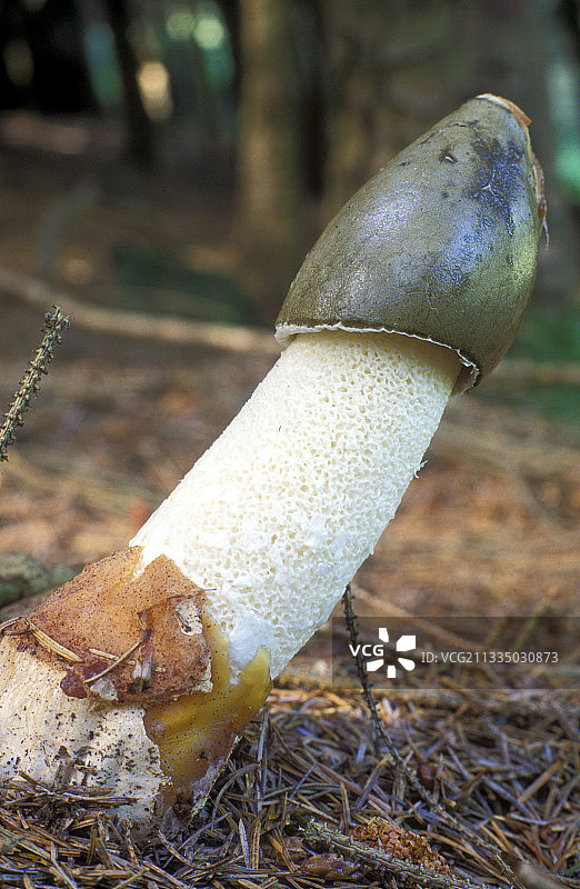 鬼笔菌图片素材