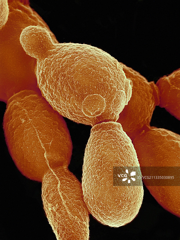 白色念珠菌酵母菌扫描电镜图图片素材