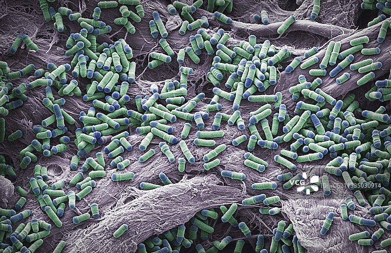 酵母细胞分裂（扫描电子显微镜）图片素材