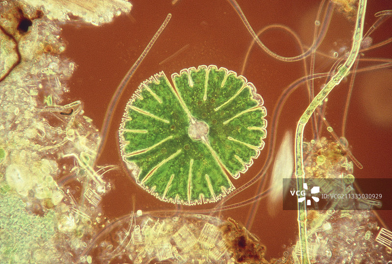 鼓藻Micrasterias    sp.的光学显微镜照片图片素材