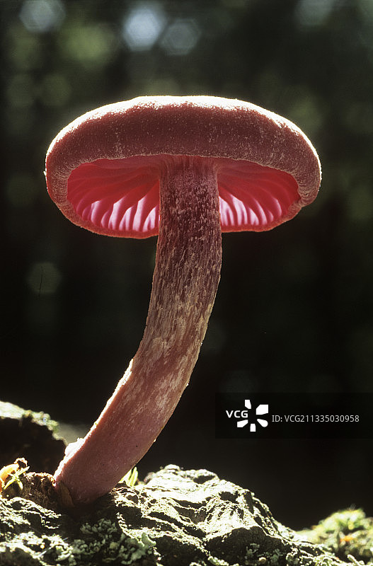 紫水晶欺骗蘑菇图片素材