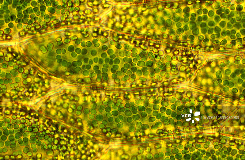 苔藓叶细胞，光学显微照片图片素材
