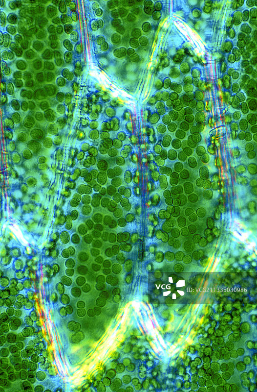 苔藓叶细胞，光学显微照片图片素材