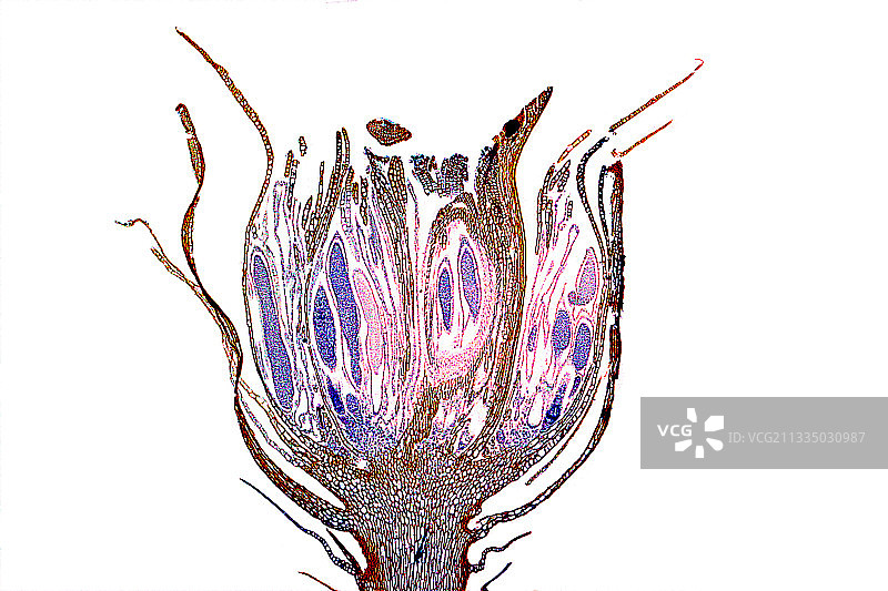 雄性植物的苔藓枝图片素材