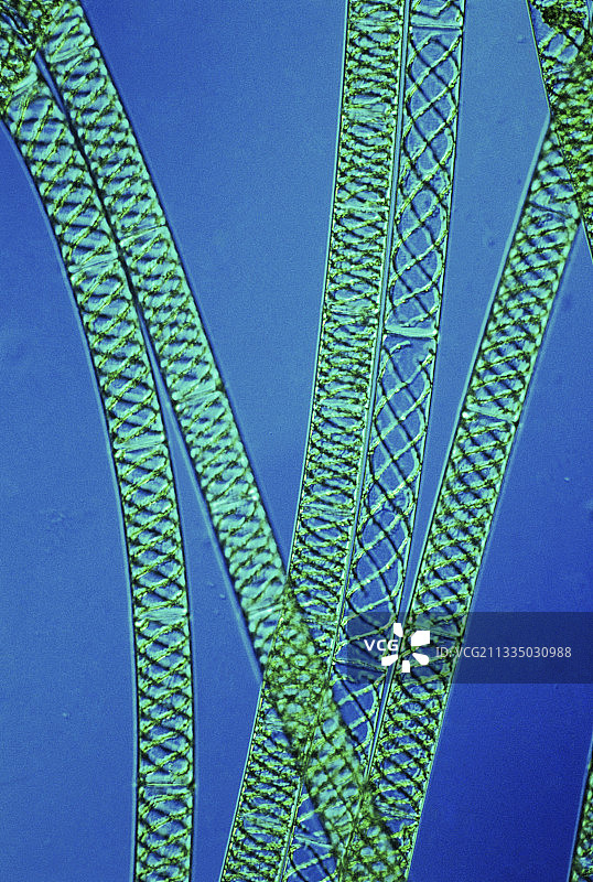 水绵藻丝图片素材