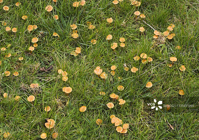 蜡伞菌图片素材