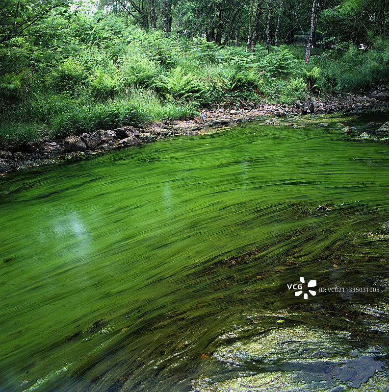 林地溪流中美人鱼的藻类发辫图片素材