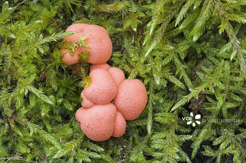 树皮乳头菌图片素材