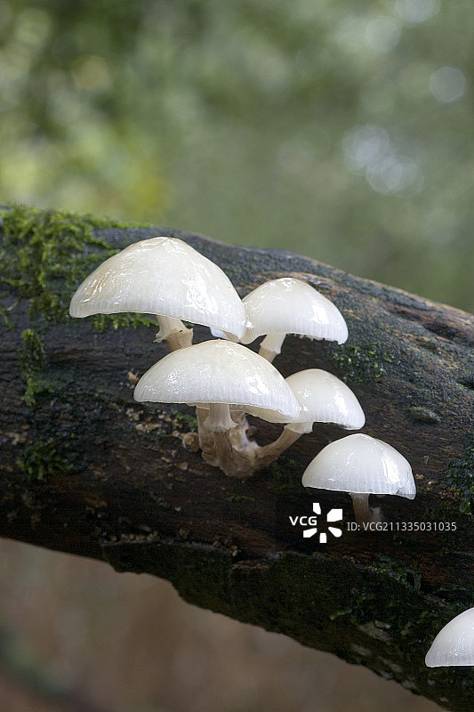 瓷真菌（胶柄小皮伞）图片素材