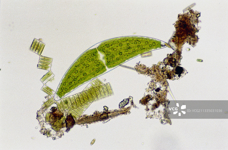 月牙藻属图片素材