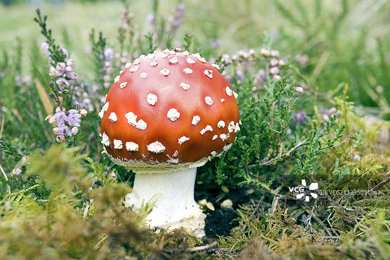 毒蝇伞（Amanita muscaria）图片素材