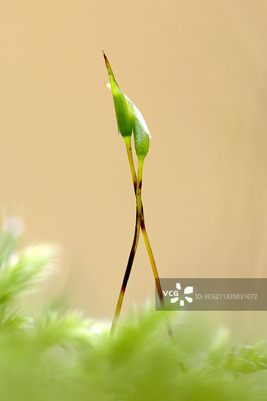 苔藓孢蒴图片素材