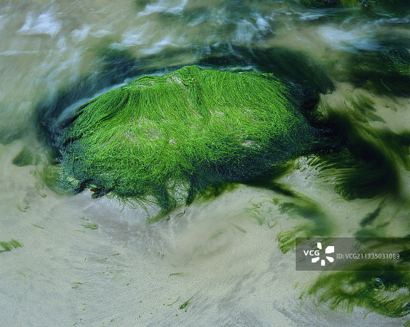 河口潮间带的绿藻图片素材