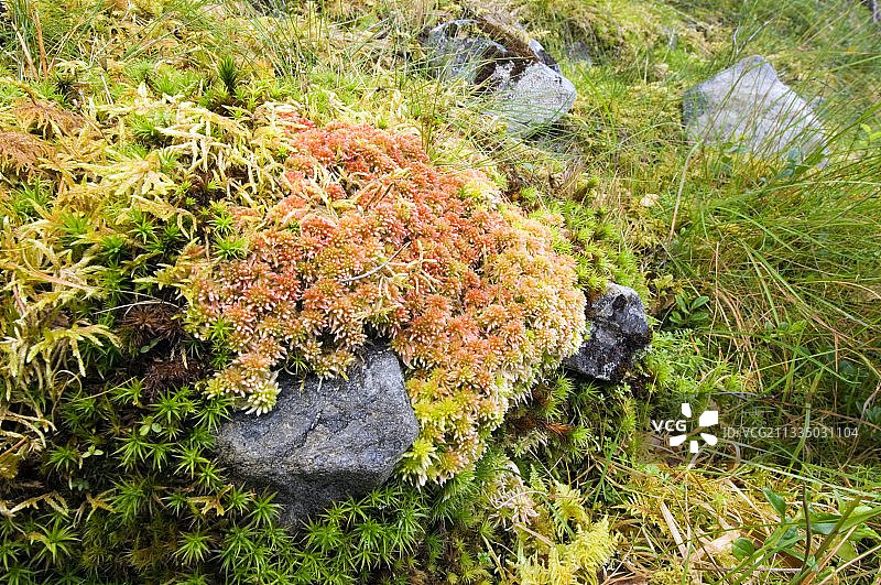 泥炭藓图片素材