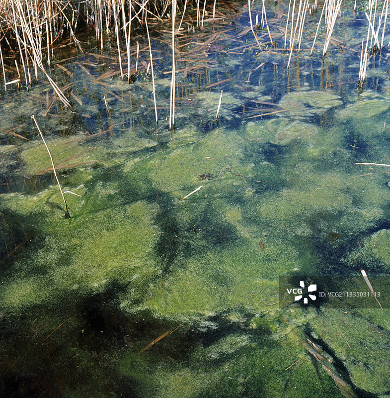 沟渠中的水草，水绵图片素材
