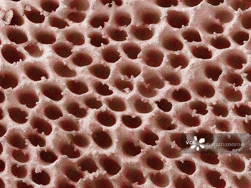 蘑菇表面扫描电镜图图片素材