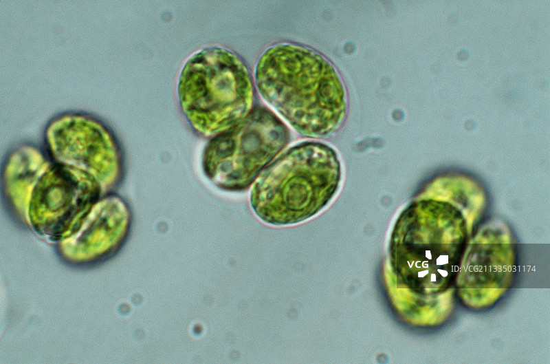 小球藻图片素材