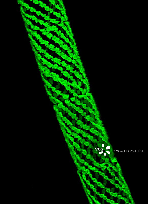 水绵藻图片素材