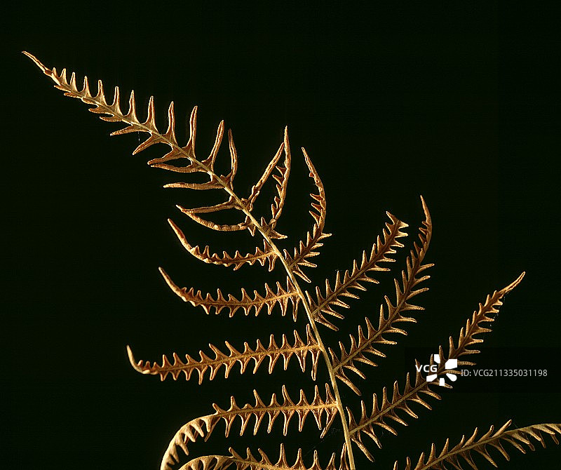 欧洲蕨的干燥叶图片素材
