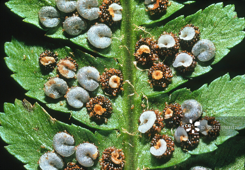 蕨类植物叶子上的孢子堆，复叶耳蕨图片素材