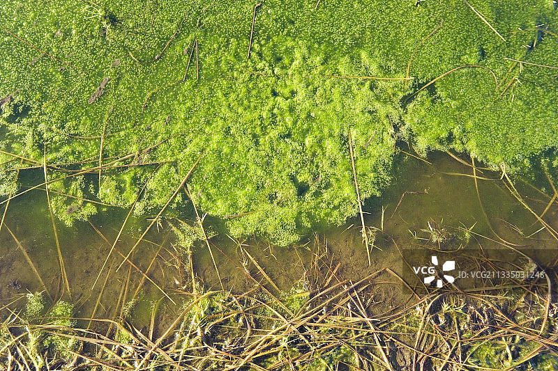 绿色藻类图片素材