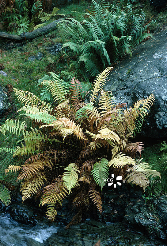 欧洲蕨的秋色图片素材
