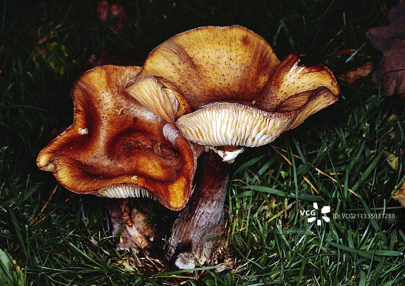 紫丁香蘑菇图片素材