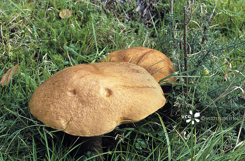 橙色白桦牛肝菌图片素材