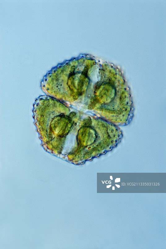 绿藻显微照片图片素材