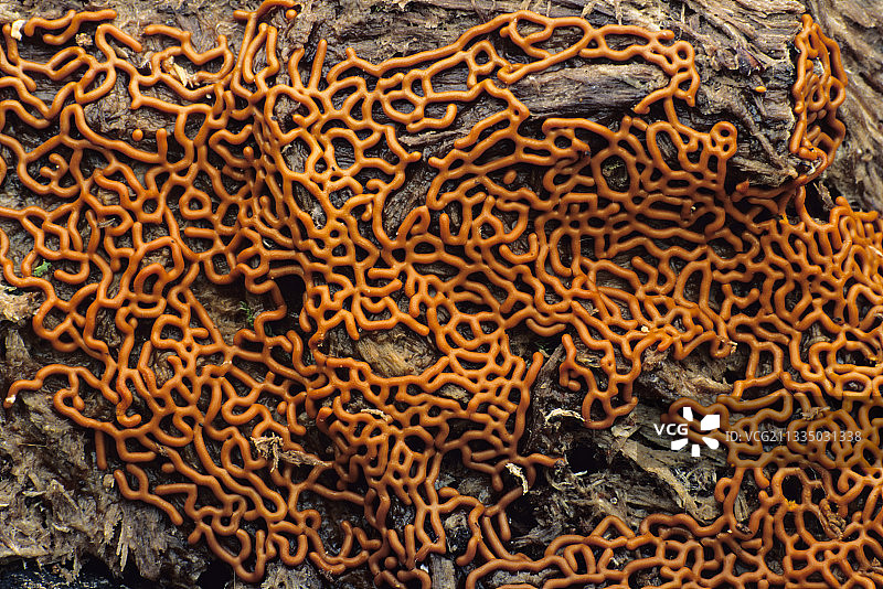 椒盐卷饼黏菌图片素材
