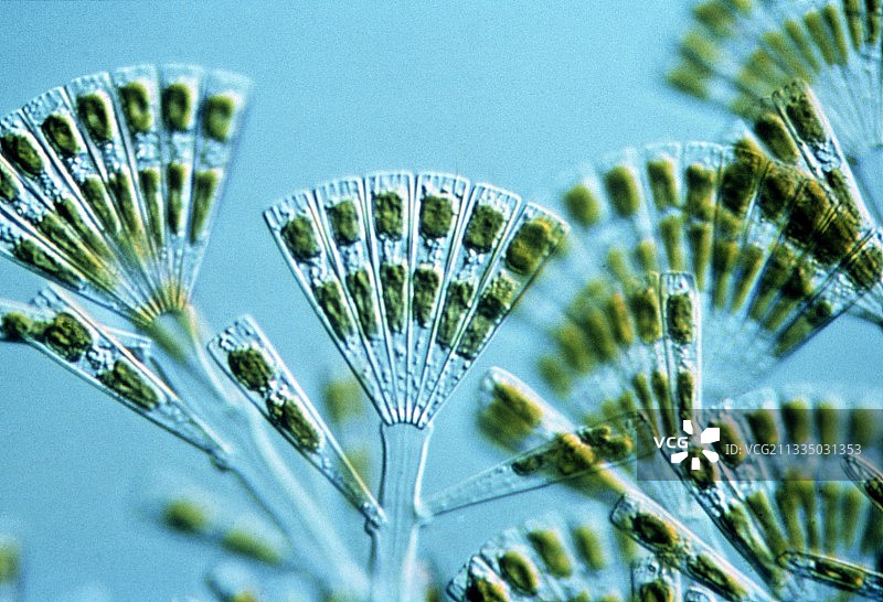 扇形柄杆藻的显微图像图片素材