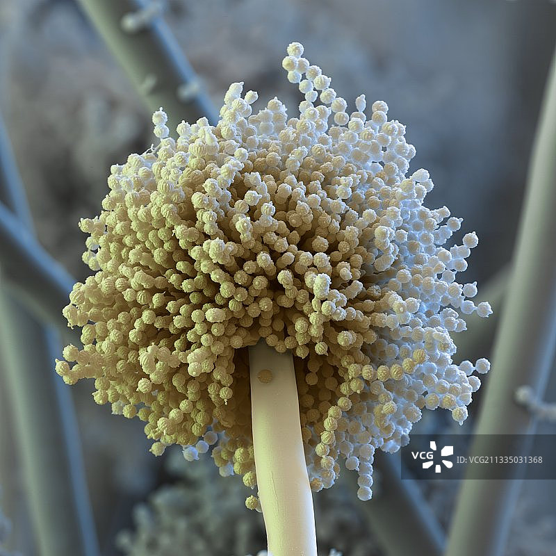 曲霉菌，扫描电镜图图片素材