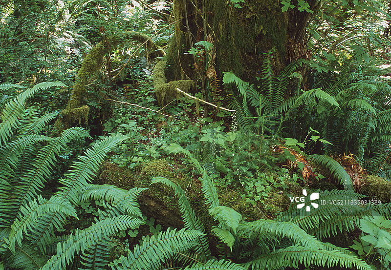 蕨类植物图片素材