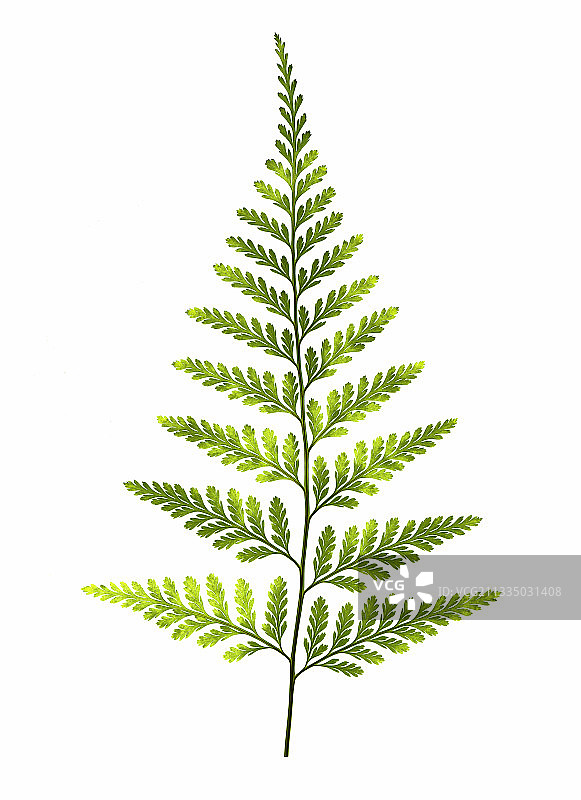 蕨类植物的叶子图片素材
