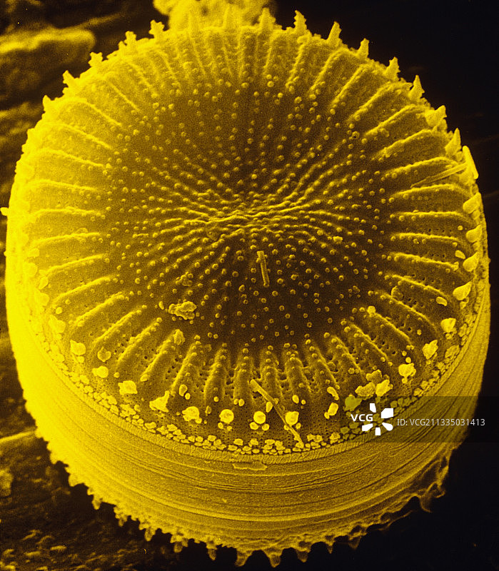 Cyclotella meneghiniana的伪彩色扫描电镜图图片素材