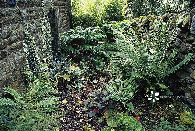 蕨类植物图片素材