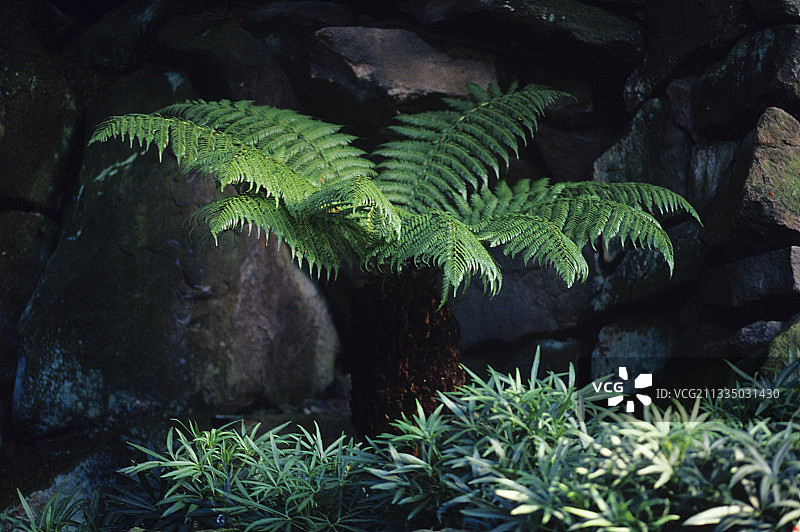 树蕨图片素材