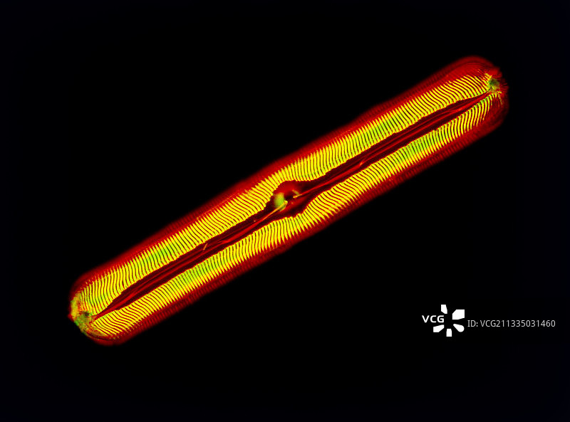 硅藻Pinnularia nobilis的LM图片素材
