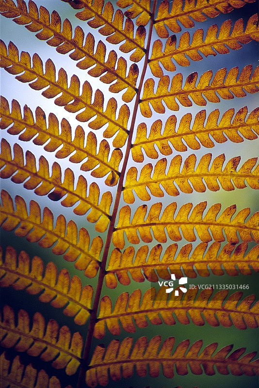 亚洲 Osmundastrum图片素材