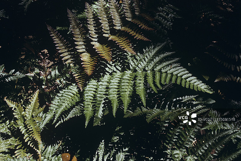 日本盾蕨图片素材