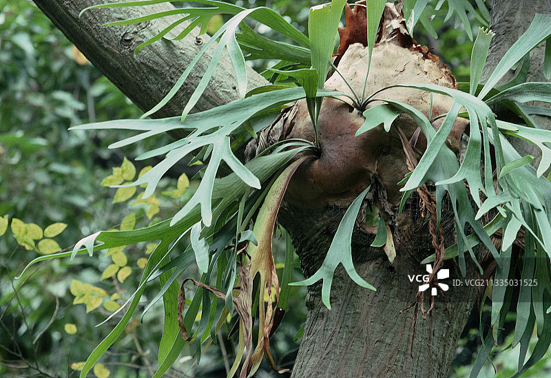 鹿角蕨图片素材